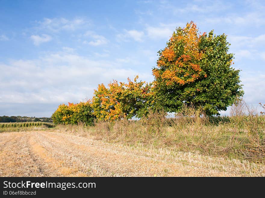 Colored maple trees in harvested fields. Colored maple trees in harvested fields