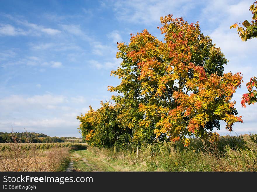 Colorful maples along the way