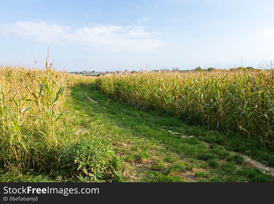 Corn field