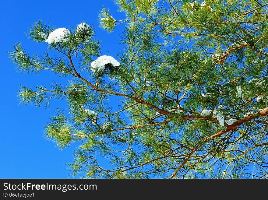 Pine branch with heaps of snow on the background of the clear blue sky