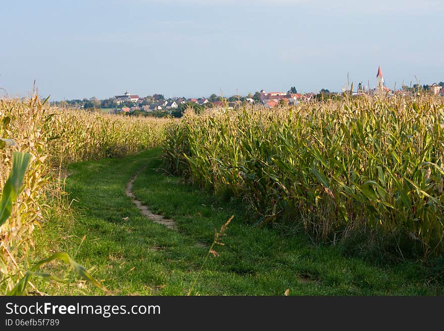 Corn Field