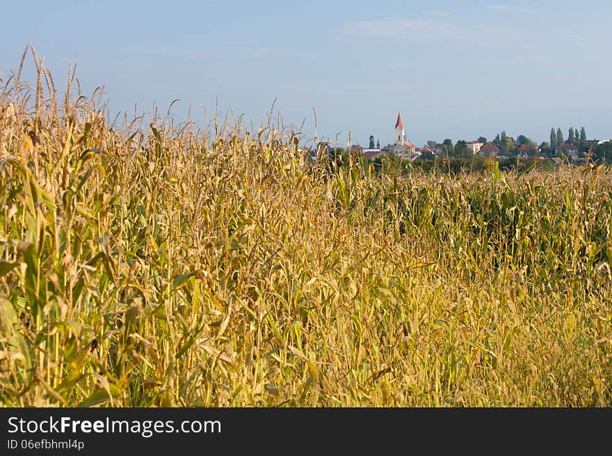 Corn field