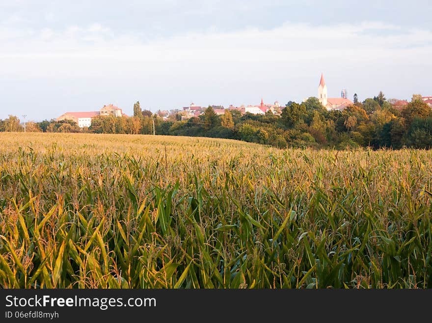 Corn field