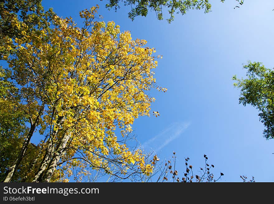 View to the crown of yellow maple