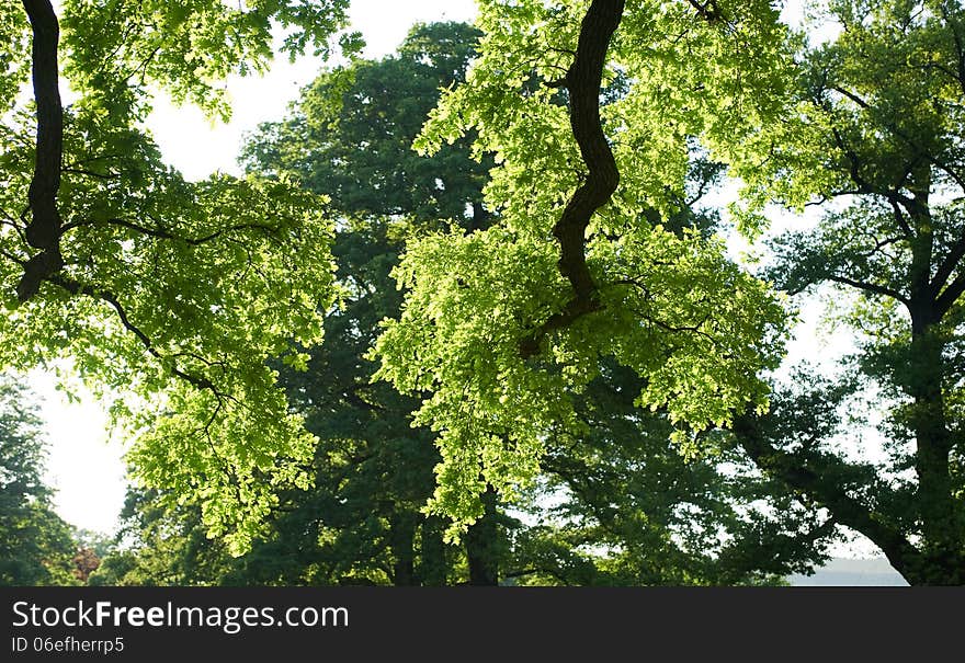 Luscious green broadleaf trees enjoy the the light of springtime. Luscious green broadleaf trees enjoy the the light of springtime