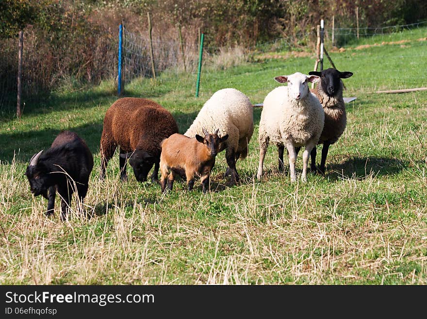 Sheep and goats are grazing in the meadow. Sheep and goats are grazing in the meadow