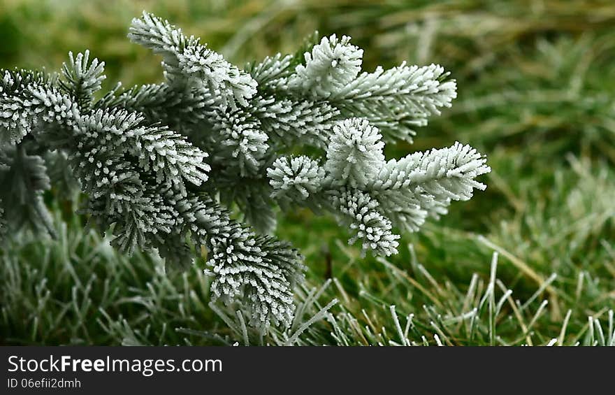 Video of pin tree covered by freezing fog