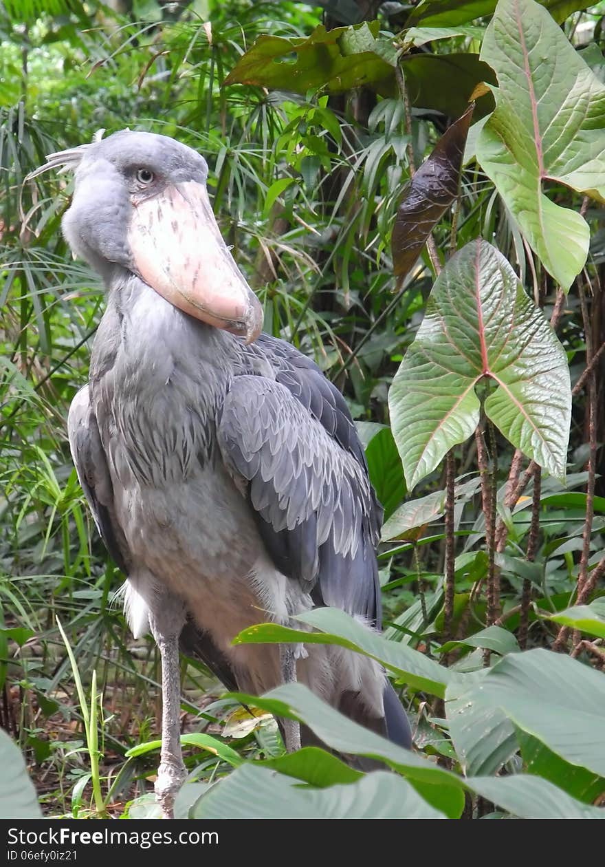 This is a shoe-bill. people called it because of its large and broad bill or beak shapes like a shoe. it is slow in movements and tendency to remain still for long periods. people considered it a statue-like creature.