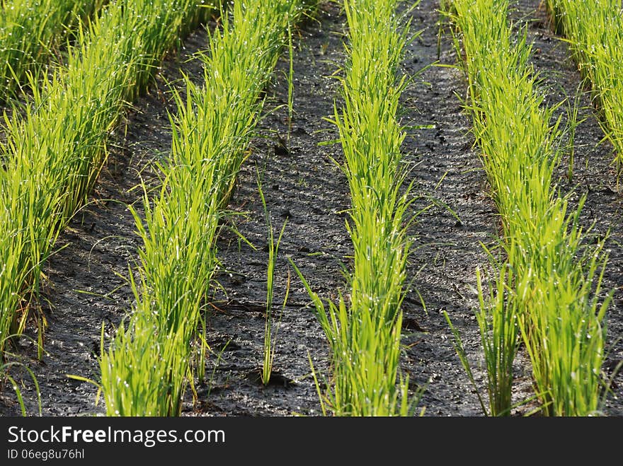 Rows Of Paddy Seedlings