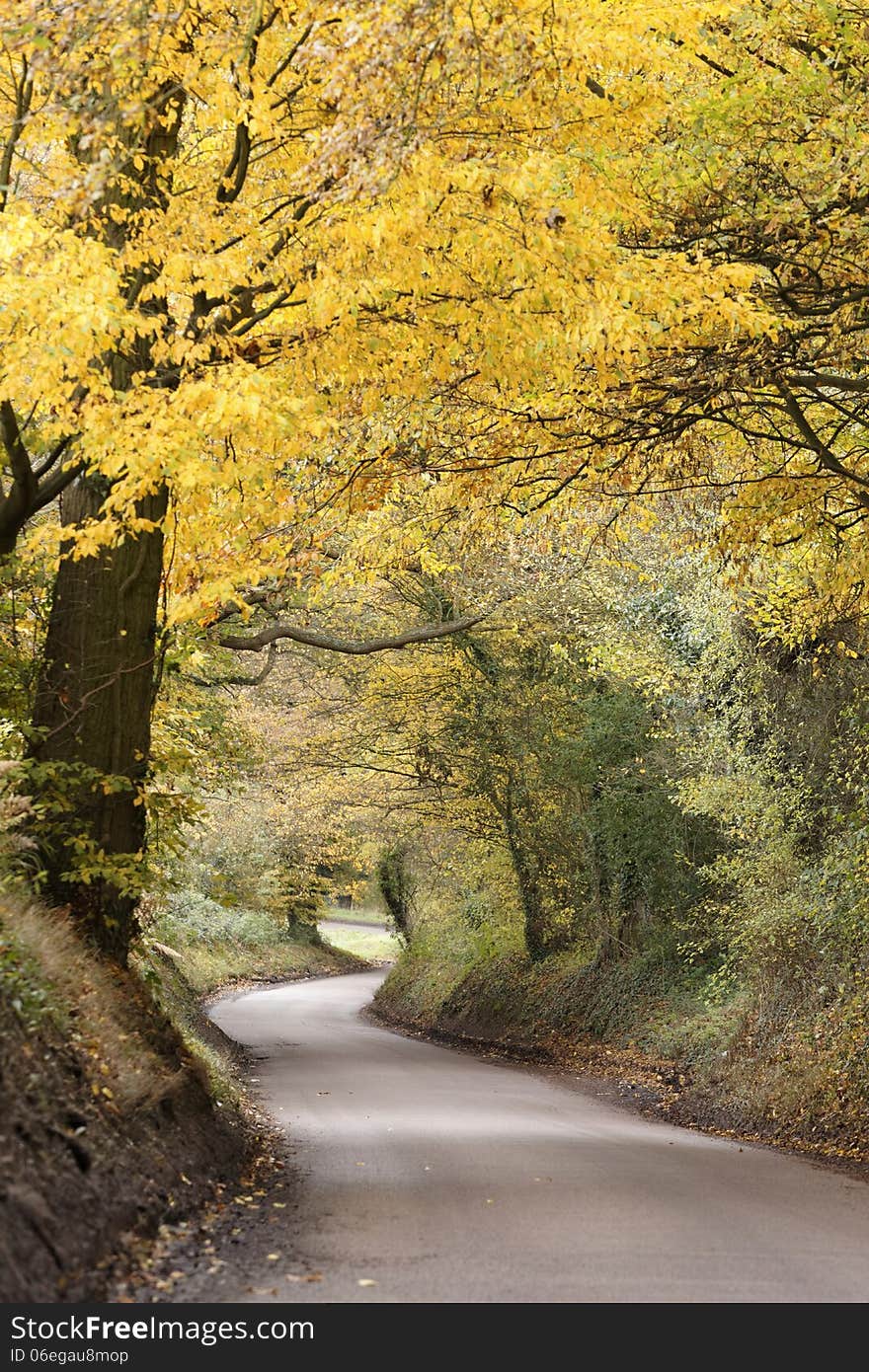 A quiet country road in the fall, with all the trees in their autumn foliage, on a cold autumn day in hertfordshire. A quiet country road in the fall, with all the trees in their autumn foliage, on a cold autumn day in hertfordshire.