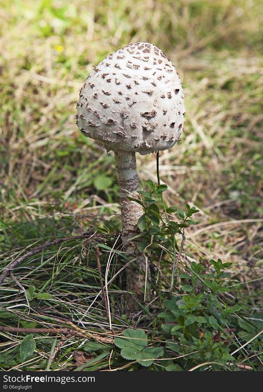 Poisonous mushroom with white head in the forest