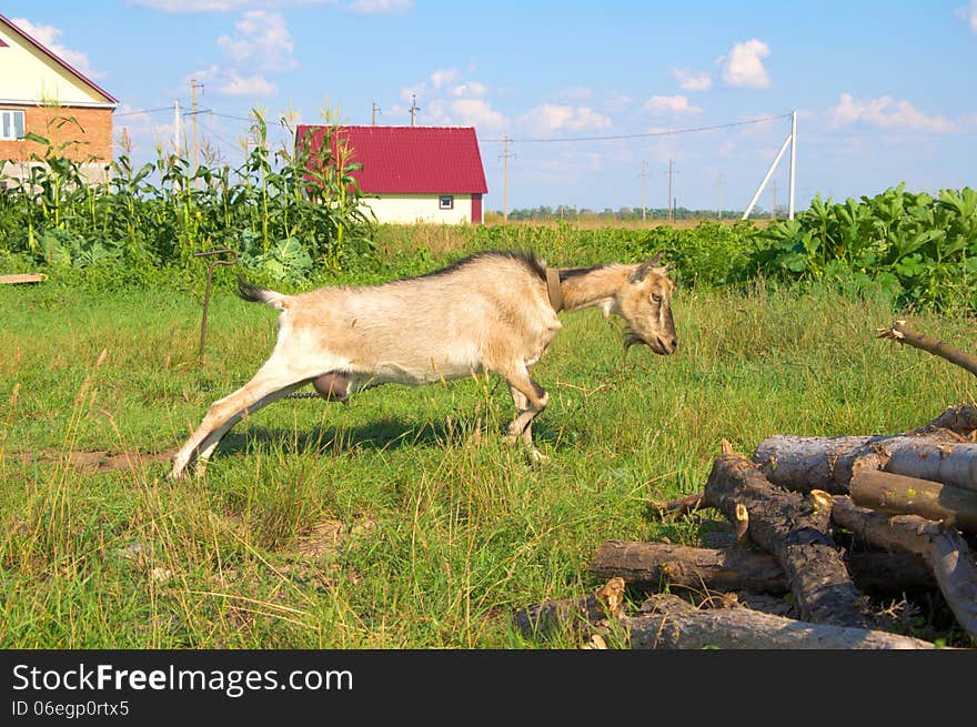 Goat Stretches Himself