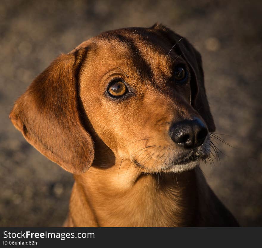 Portrait of dog in the outdoor.