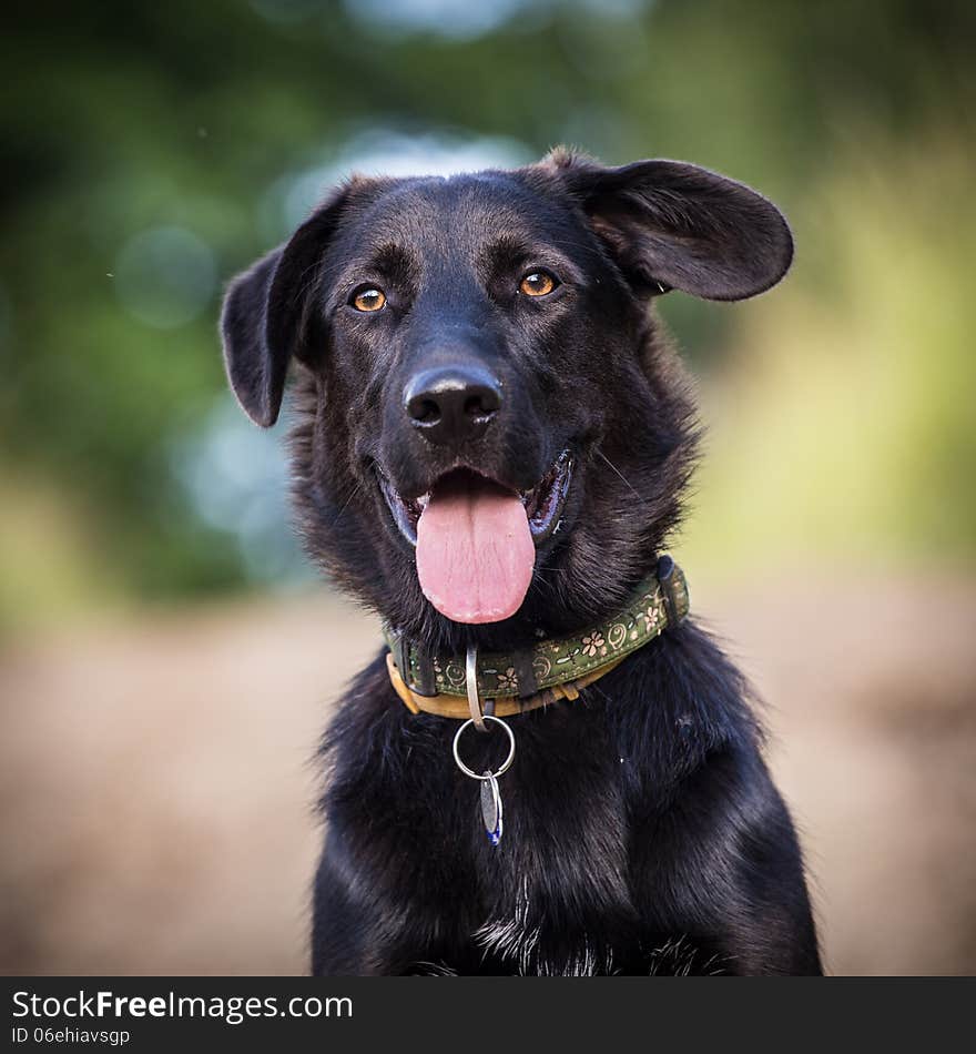 Portrait of dog in the outdoor.