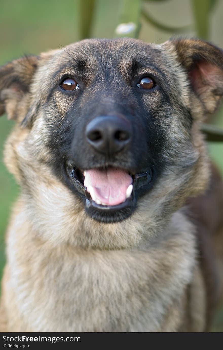 Close-up portrait of the smiling mixed-breed dog. Close-up portrait of the smiling mixed-breed dog