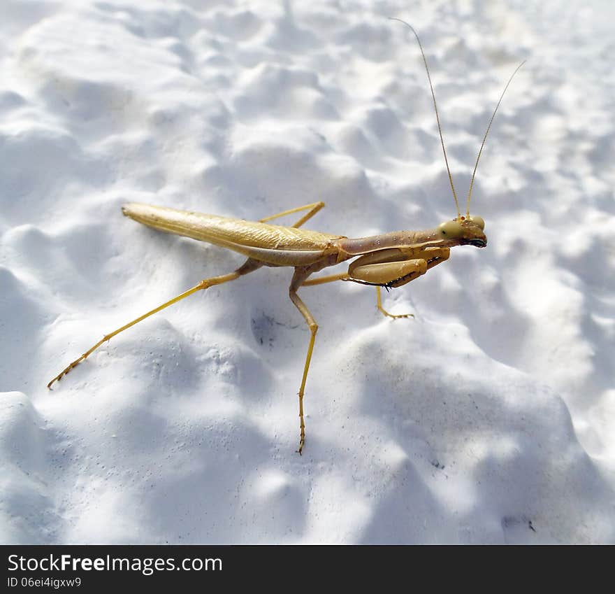 Preying Mantis