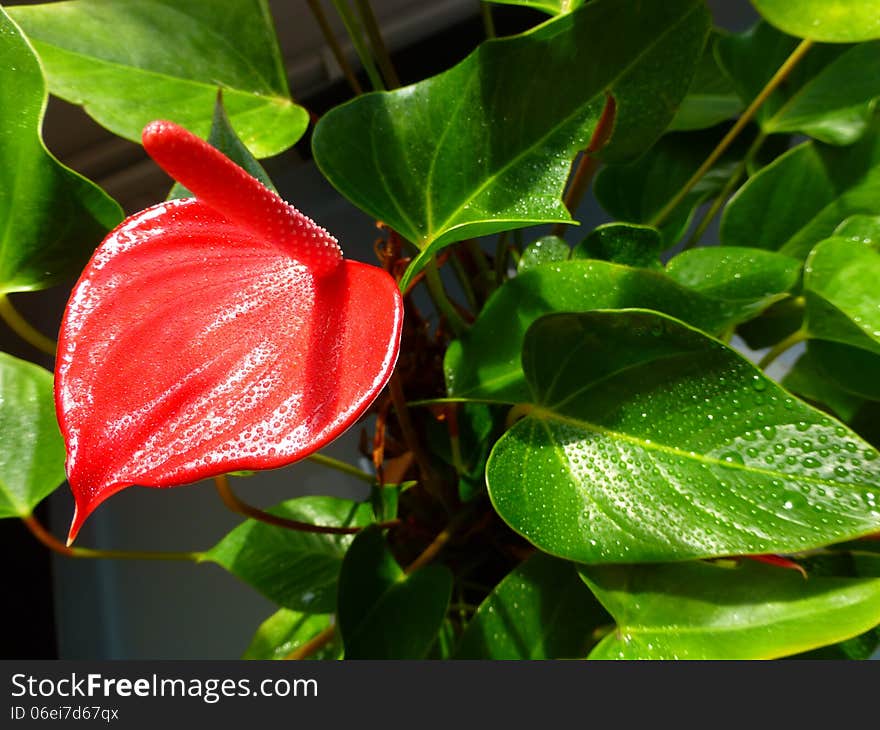 Red flower called anturium with rain drops. Red flower called anturium with rain drops.