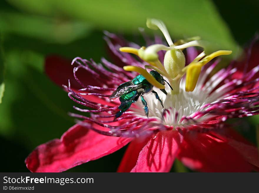 Passiflora Lady Margaret With Insect