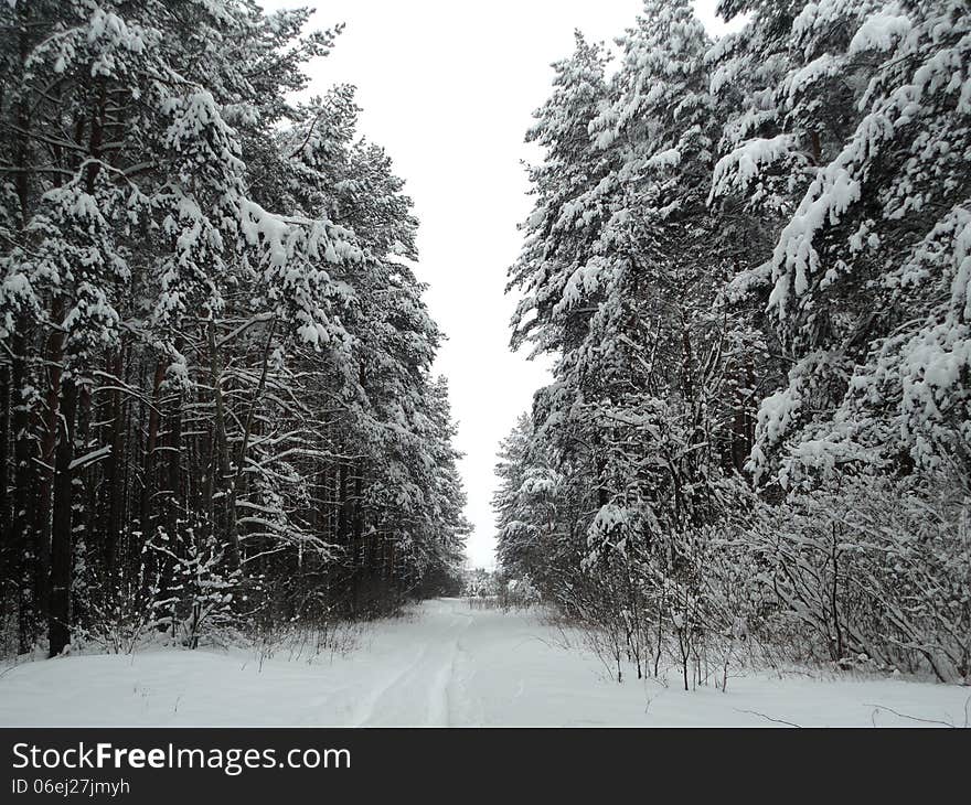 Winter landscape pine forest under snow