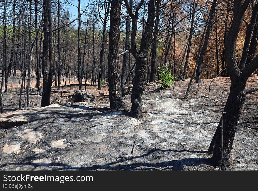 Dead forest is photographed after wildfire. There are bare deciduous trees and pine trees with dead needles burned.