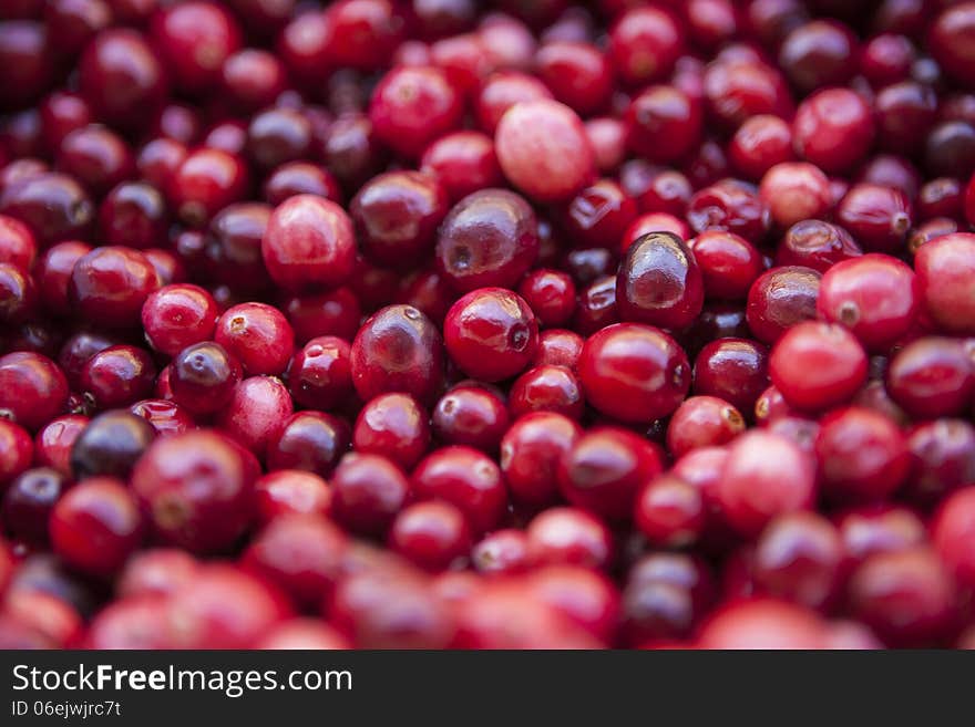 Cranberry close up window light