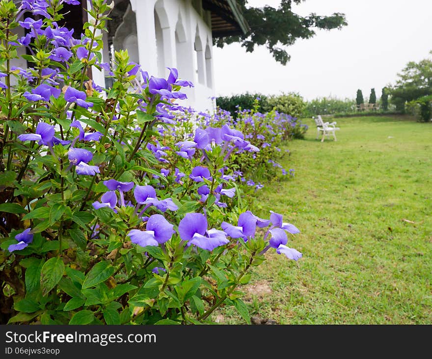 Bazilian Snapdragon, blue Hawaii, Otacanthus caeruleus Lindl., S