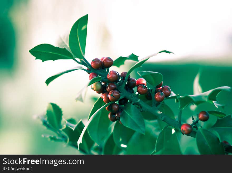 Holly bush with red berries with defocused