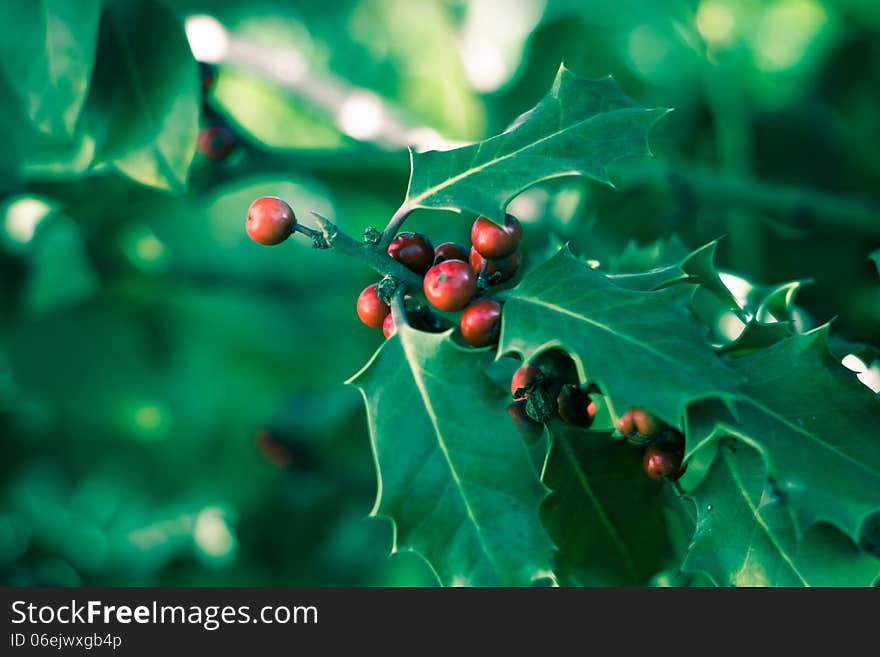 Holly bush with red berries with defocused