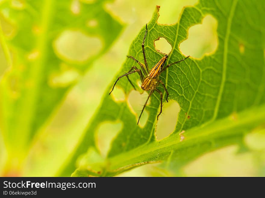 Spider on green leaf macro shot. Spider on green leaf macro shot