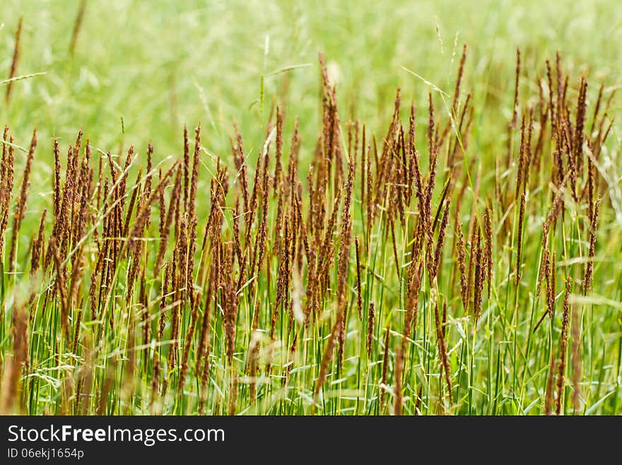 Field of grass in garden