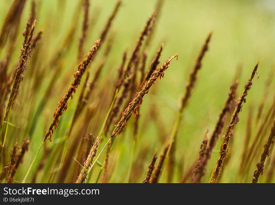 Brown grass macro shot at close range. Brown grass macro shot at close range.