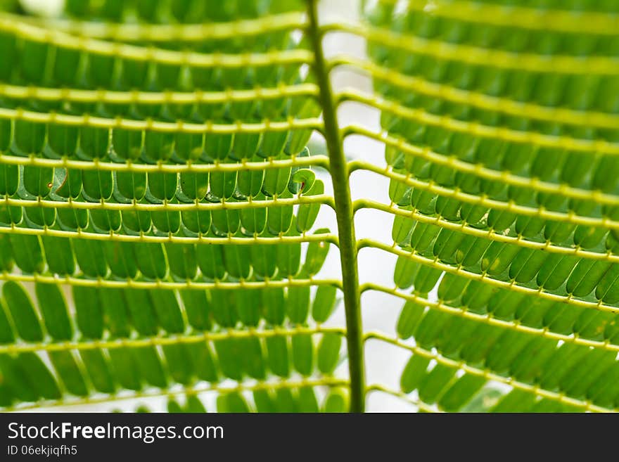 Surface of the guppy green leaves.