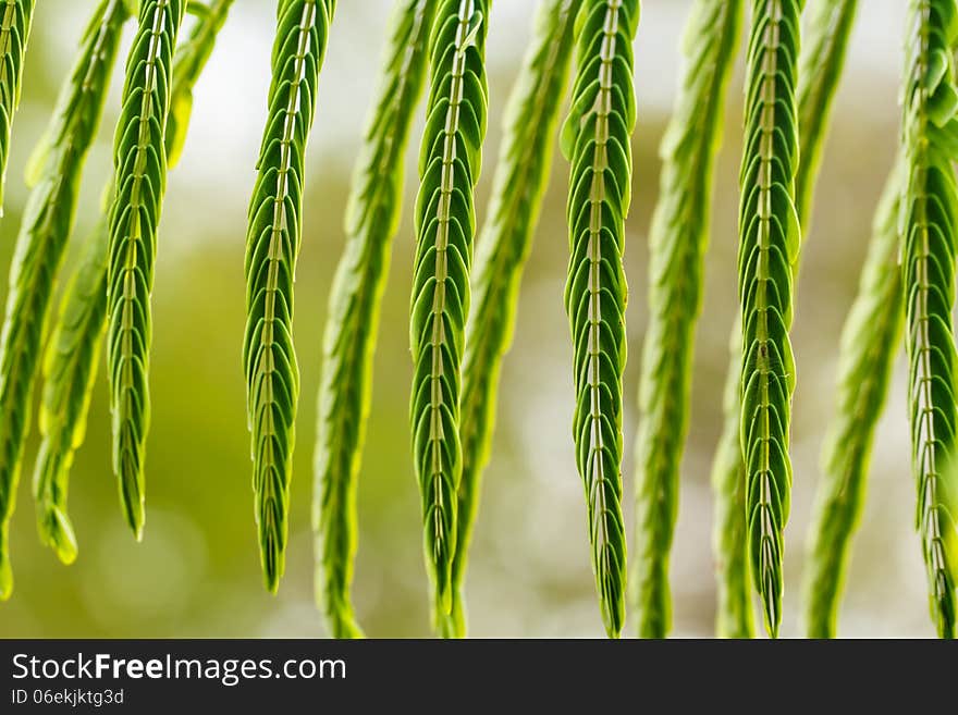 Surface of the guppy green leaves.