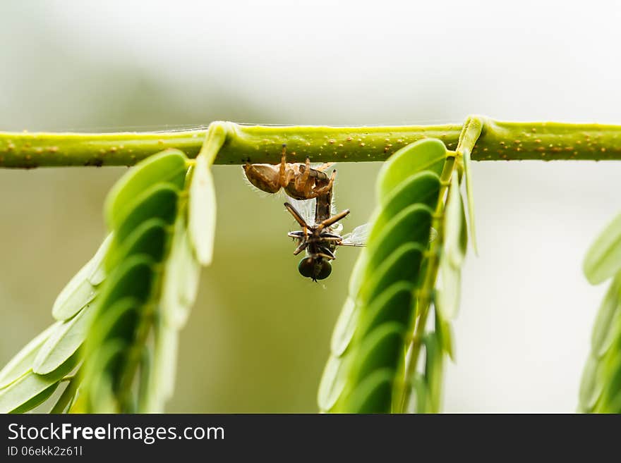 Eating spiders prey on branches