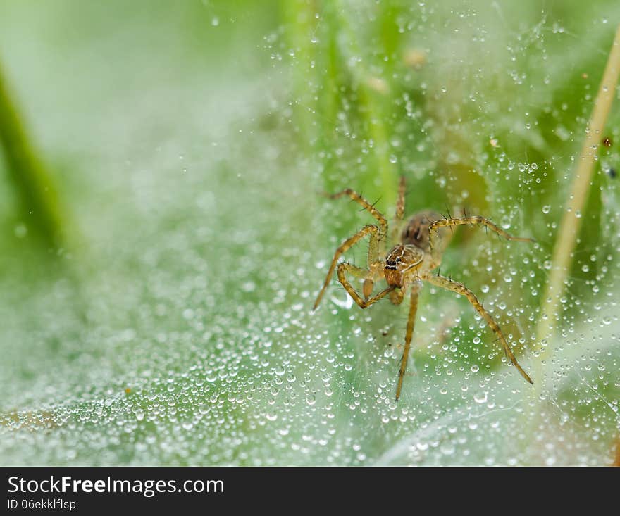 Spider On Net