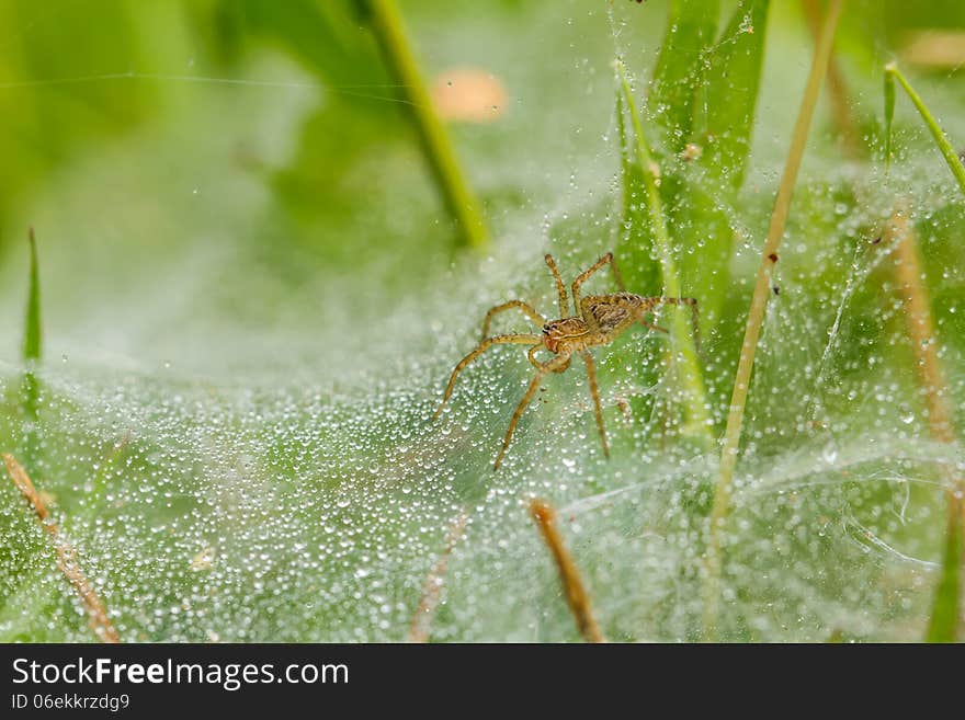 Spider on net in nature