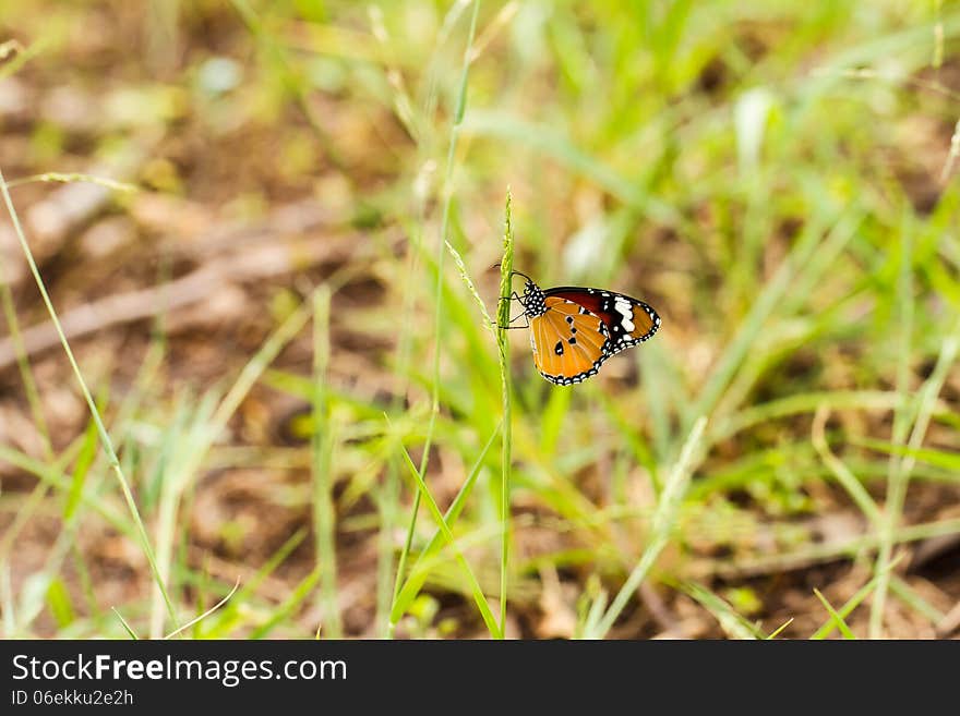 Butterfly On A Flower.