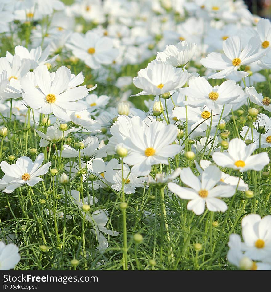 Cosmos flower in the garden