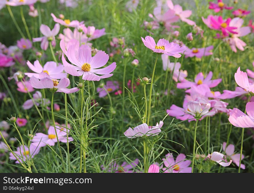 Cosmos flowers in the garden