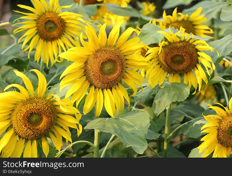 Sunflower in the garden.