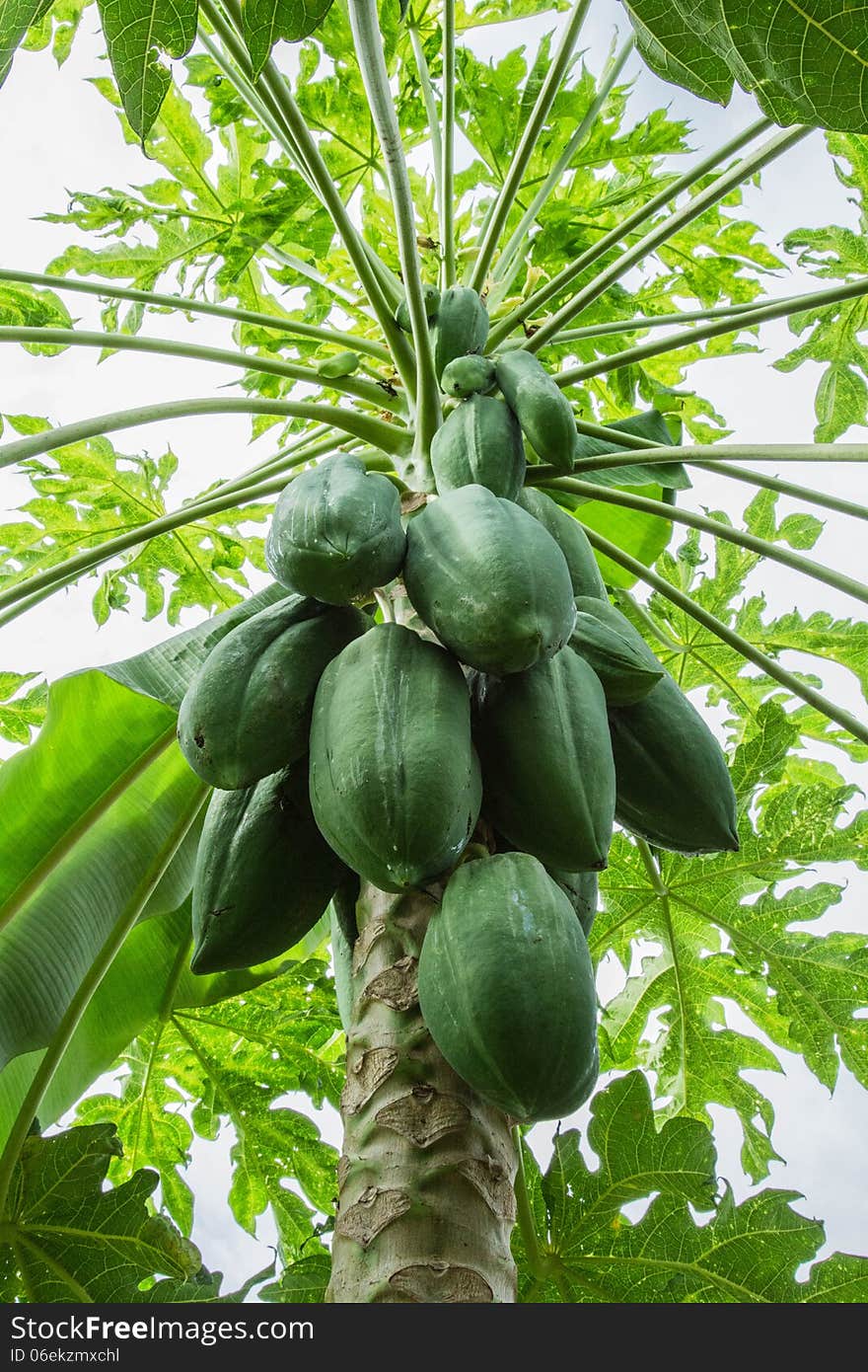 Many papayas are growing on the papaya tree.