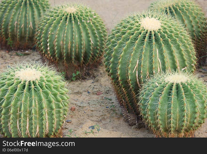 Cactus in the garden.