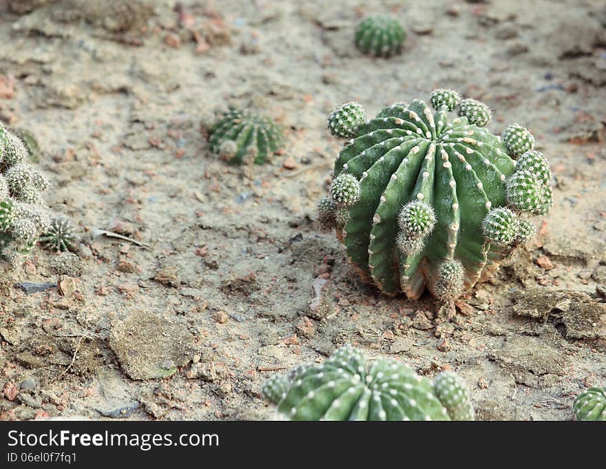 Cactus in the garden.