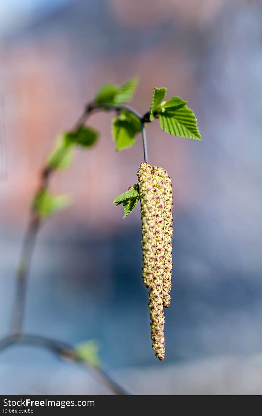 Earrings and young birch leaves