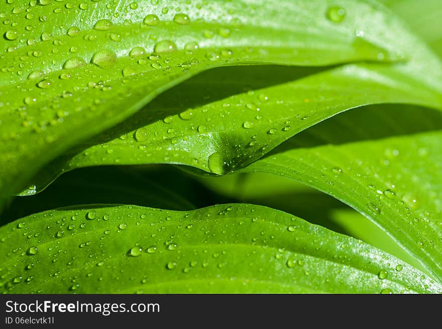 Water Drops On A Green Leaf