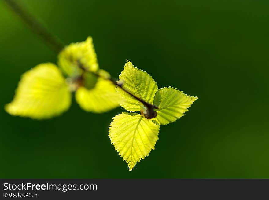 Young Birch Leaves Taken In Backlit