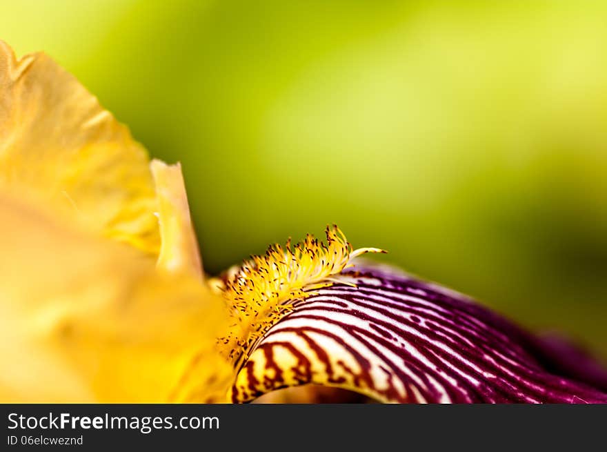 Iris flower is yellow macro