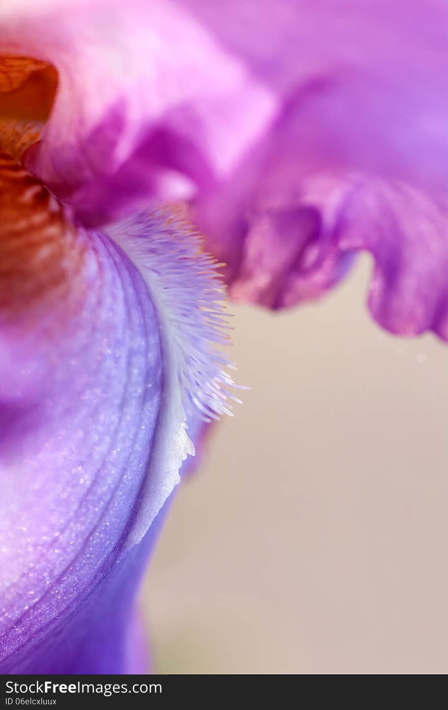 Background on iris flower macro