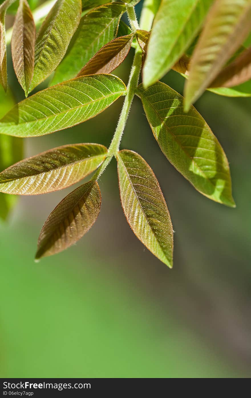 Young leaves of the walnut tree on a green background