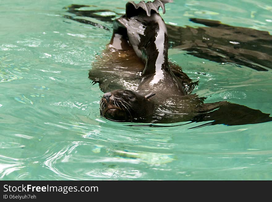 A brown fur seal in the water